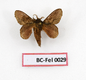  ( - BC-Fel0029)  @11 [ ] Unspecified (default): All Rights Reserved  Unspecified Unspecified