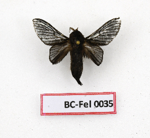  ( - BC-Fel0035)  @11 [ ] Unspecified (default): All Rights Reserved  Unspecified Unspecified