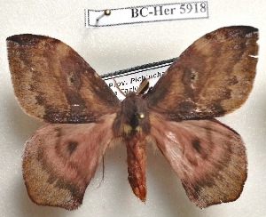  ( - Bc-Her5918)  @11 [ ] Unspecified (default): All Rights Reserved  Unspecified Unspecified