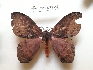  ( - Bc-Her5923)  @11 [ ] Unspecified (default): All Rights Reserved  Unspecified Unspecified