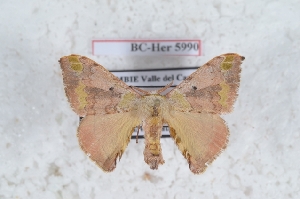  (Anticla anticla sp - Bc-Her5990)  @11 [ ] Unspecified (default): All Rights Reserved  Unspecified Unspecified