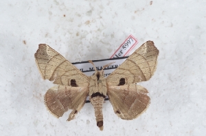  (Hygrochroa firmianoides - Bc-Her5997)  @11 [ ] Unspecified (default): All Rights Reserved  Unspecified Unspecified