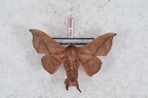  (Psychocampa hamata - Bc-Her6006)  @11 [ ] Unspecified (default): All Rights Reserved  Unspecified Unspecified