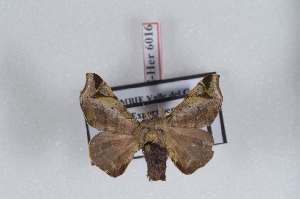  ( - Bc-Her6016)  @11 [ ] Unspecified (default): All Rights Reserved  Unspecified Unspecified