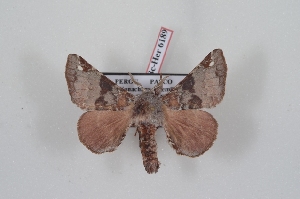  (Crastolliana inca - Bc-Her6189)  @11 [ ] Unspecified (default): All Rights Reserved  Unspecified Unspecified