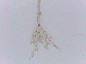  ( - LESF 827)  @11 [ ] CreativeCommons - Attribution Non-Commercial Share-Alike (2014) Andre Rodrigues UNESP-São Paulo State University