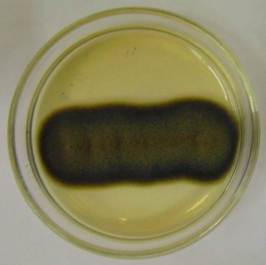  (Cladosporium angustisporum - LESF 829)  @11 [ ] CreativeCommons - Attribution Non-Commercial Share-Alike (2014) Andre Rodrigues UNESP-São Paulo State University