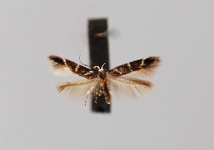  ( - CCDB-23375 D07)  @11 [ ] Copyright (2018) Zoological Institute of the Russian Academy of Science Zoological Institute of the Russian Academy of Science