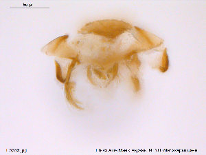  ( - ES353)  @11 [ ] CreativeCommons - Attribution Non-Commercial Share-Alike (2013) NTNU Museum of Natural History and Archaeology NTNU Museum of Natural History and Archaeology