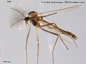  (Tanytarsus sinuatus - ES386)  @14 [ ] CreativeCommons - Attribution Non-Commercial Share-Alike (2014) NTNU University Museum, Department of Natural History NTNU University Museum, Department of Natural History