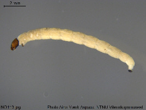  (Telmatogeton murrayi - NO113)  @11 [ ] Creative Commons  Attribution Non-Commercial Share-Alike (2018) NTNU University Museum, Department of Natural History NTNU University Museum, Department of Natural History