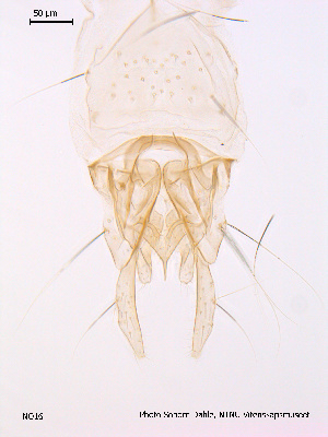  ( - NO16)  @12 [ ] CreativeCommons - Attribution Non-Commercial Share-Alike (2011) NTNU Museum of Natural History and Archaeology NTNU Museum of Natural History and Archaeology