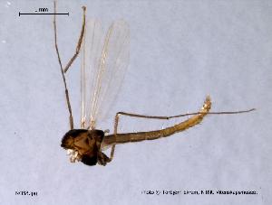  (Tanytarsus telmaticus - NO38)  @13 [ ] CreativeCommons - Attribution Non-Commercial Share-Alike (2010) NTNU Museum of Natural History and Archaeology NTNU Museum of Natural History and Archaeology