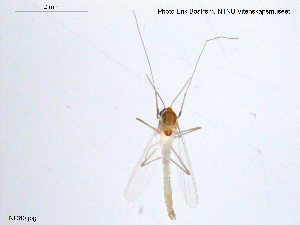  (Tanytarsus sp. 5TE - NO 80)  @12 [ ] CreativeCommons - Attribution Non-Commercial Share-Alike (2013) NTNU Museum of Natural History and Archaeology NTNU Museum of Natural History and Archaeology
