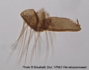  ( - SV22)  @12 [ ] CreativeCommons - Attribution Non-Commercial Share-Alike (2010) NTNU Museum of Natural History and Archaeology NTNU Museum of Natural History and Archaeology