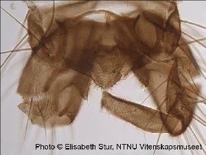  ( - SV22)  @12 [ ] CreativeCommons - Attribution Non-Commercial Share-Alike (2010) NTNU Museum of Natural History and Archaeology NTNU Museum of Natural History and Archaeology