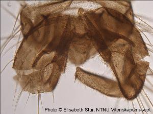  ( - SV22)  @12 [ ] CreativeCommons - Attribution Non-Commercial Share-Alike (2010) NTNU Museum of Natural History and Archaeology NTNU Museum of Natural History and Archaeology