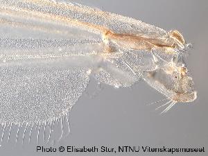  ( - SV22)  @12 [ ] CreativeCommons - Attribution Non-Commercial Share-Alike (2010) NTNU Museum of Natural History and Archaeology NTNU Museum of Natural History and Archaeology