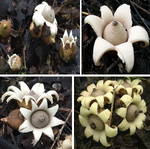  (Geastrum saccatum - KSRF-0011)  @11 [ ] Copyright (2017) The M. S. University of Baroda, Vadodara The M. S. University of Baroda, Vadodara