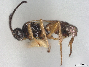  (Cotesia jft11 - CNC1123611)  @11 [ ] CreativeCommons - Attribution (2022) CBG Photography Group Centre for Biodiversity Genomics