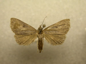  ( - 09-NCCC-346)  @13 [ ] CreativeCommons - Attribution (2010) CBG Photography Group Centre for Biodiversity Genomics