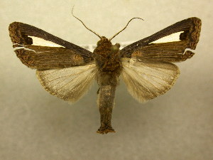  (Notoplusia sp - 10-MISC-183)  @15 [ ] Unspecified (default): All Rights Reserved  Unspecified Unspecified