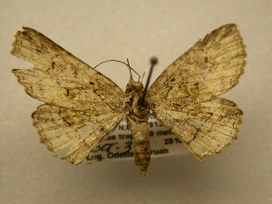  (Peteroma zaleodes - 11-MISC-0186)  @14 [ ] No Rights Reserved (2011) JB Sullivan Research Collection of J. B. Sullivan