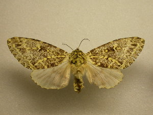  (Lichnoptera gulo - 11-MISC-323)  @13 [ ] No Rights Reserved (2010) James Sullivan Research Collection of J. B. Sullivan