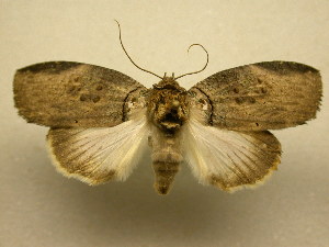  (Diplolopha cycloptera - 11-MISC-355)  @14 [ ] No Rights Reserved (2010) James Sullivan Research Collection of J. B. Sullivan