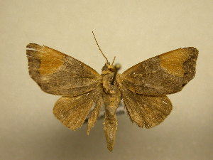  ( - 11-MISC-649)  @13 [ ] No Rights Reserved (2010) James Sullivan Research Collection of J. B. Sullivan