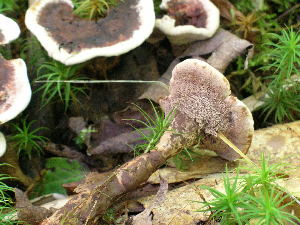  ( - DJM 1510)  @11 [ ] CreativeCommons - Attribution Non-Commercial Share-Alike (2010) Mycology Division, Royal Ontario Museum Royal Ontario Museum