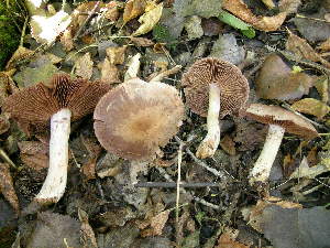  ( - DJM 1526)  @11 [ ] CreativeCommons - Attribution Non-Commercial Share-Alike (2010) Mycology Division, Royal Ontario Museum Royal Ontario Museum