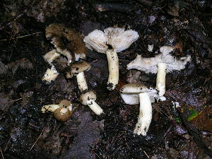  ( - MCBS 133)  @11 [ ] CreativeCommons - Attribution Non-Commercial Share-Alike (2010) Mycology Division, Royal Ontario Museum Royal Ontario Museum