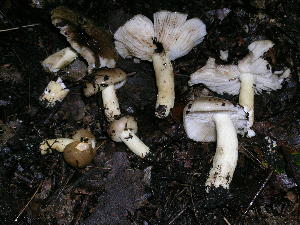  ( - MCBS 133)  @11 [ ] CreativeCommons - Attribution Non-Commercial Share-Alike (2010) Mycology Division, Royal Ontario Museum Royal Ontario Museum