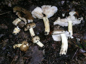  ( - MCBS 133)  @11 [ ] CreativeCommons - Attribution Non-Commercial Share-Alike (2010) Mycology Division, Royal Ontario Museum Royal Ontario Museum