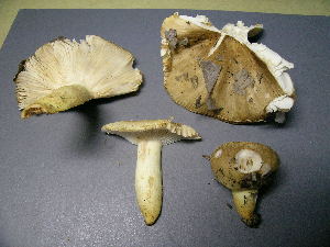  ( - MCBS 210)  @11 [ ] CreativeCommons - Attribution Non-Commercial Share-Alike (2010) Mycology Division, Royal Ontario Museum Royal Ontario Museum