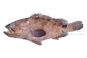  ( - FDP_GOVG_2202_039A)  @11 [ ] Copyright (2023) Unspecified University of the Philippines Mindanao