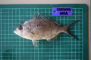  ( - FDP_GOVG_2202_043A)  @11 [ ] Copyright (2024) Unspecified University of the Philippines Mindanao