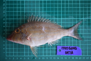  (Lethrinus reticulatus - FDP_GOVG_2202_047A)  @11 [ ] Copyright (2024) Unspecified University of the Philippines Mindanao