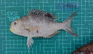  ( - MIN_1902_GOVG_026A)  @11 [ ] Copyright (2024) Unspecified University of the Philippines Mindanao