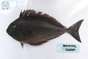  ( - MIN_1908_GOVG_030A)  @11 [ ] Copyright (2024) Unspecified University of the Philippines Mindanao