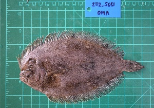  ( - FDP_SGES_2112_019A)  @11 [ ] Copyright (2024) Unspecified University of the Philippines Mindanao