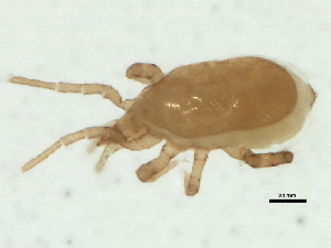  (Hypoaspis - DPMIT-40-20)  @12 [ ] CreativeCommons - Attribution (2012) CBG Photography Group Centre for Biodiversity Genomics