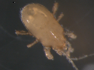  (Paragamasus s. l - 08MIONT-0246)  @14 [ ] CreativeCommons - Attribution (2010) CBG Photography Group Centre for Biodiversity Genomics