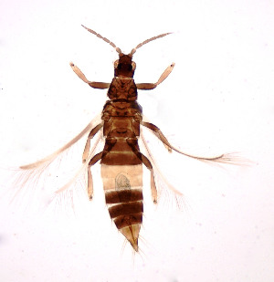  (Organothrips indicus - AP2)  @11 [ ] Copyright (2013) PHCDBS Paul Hebert Center for DNA Barcoding and Biodiversity Studies