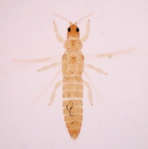  (Sciothrips - AP4)  @11 [ ] Copyright (2013) PHCDBS Paul Hebert Center for DNA Barcoding and Biodiversity Studies