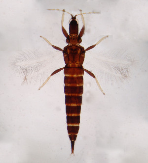  (Adraneothrips - AP5)  @13 [ ] Copyright (2013) PHCDBS Paul Hebert Center for DNA Barcoding and Biodiversity Studies