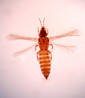  (Thrips orientalis - GKL)  @13 [ ] Copyright (2013) PHCDBS Paul Hebert Centre for DNA Barcoding and Biodiversity Studies