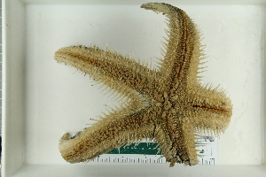  (Astropecten aranciacus - ZMBN_115351)  @11 [ ] CreativeCommons - Attribution Non-Commercial Share-Alike (2017) University of Bergen Natural History Collections