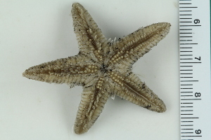  (Astropecten cf. irregularis - ZMBN_115352)  @11 [ ] CreativeCommons - Attribution Non-Commercial Share-Alike (2017) University of Bergen Natural History Collections